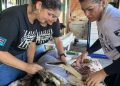 6º Mutirão realiza mais de 100 castrações em cães e gatos em Nova Trento