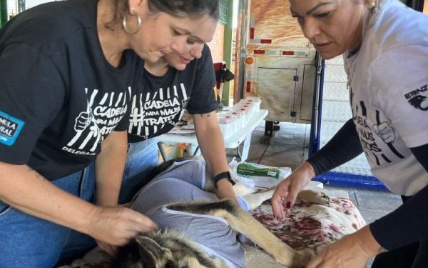6º Mutirão realiza mais de 100 castrações em cães e gatos em Nova Trento