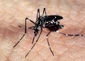 Brasil registra 1.601 mortes confirmadas por dengue