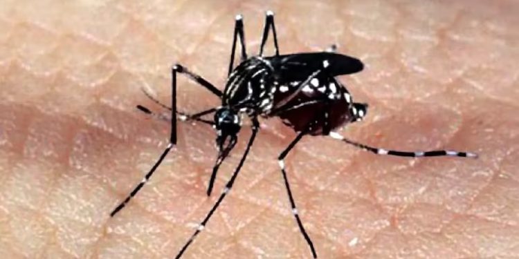 Brasil registra 1.601 mortes confirmadas por dengue