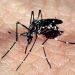 Brasil registra 1.601 mortes confirmadas por dengue