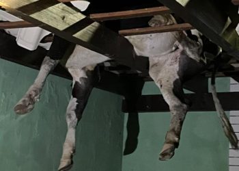 Bombeiro Militar acionado para resgate de boi pendurado em telhado