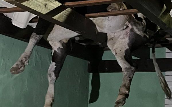 Bombeiro Militar acionado para resgate de boi pendurado em telhado