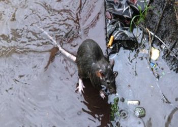 Enchentes no Rio Grande do Sul levam ao aumento de casos de leptospirose