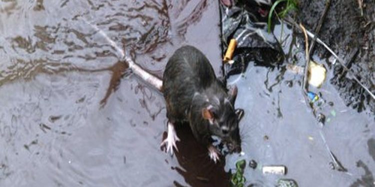 Enchentes no Rio Grande do Sul levam ao aumento de casos de leptospirose