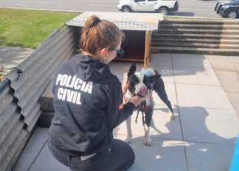 PCSC lança portal de apoio para a adoção de animais resgatados vítimas de maus-tratos