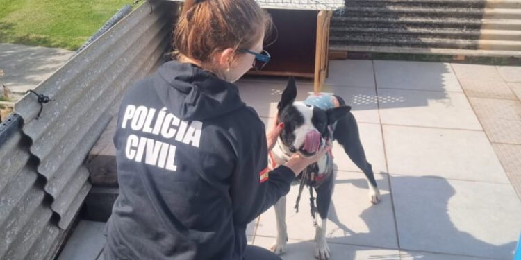 PCSC lança portal de apoio para a adoção de animais resgatados vítimas de maus-tratos