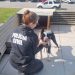 PCSC lança portal de apoio para a adoção de animais resgatados vítimas de maus-tratos