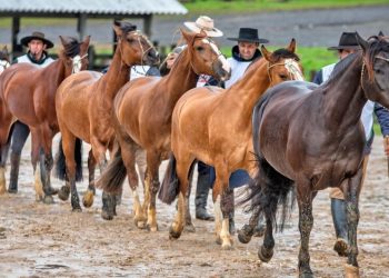  Lages recebe a classificatória catarinense do Freio de Ouro 2024