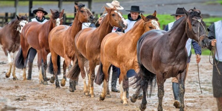 Lages recebe a classificatória catarinense do Freio de Ouro 2024