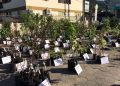 Mais de 750 mudas são vendidas na feira de mudas ornamentais e frutíferas em Nova Trento