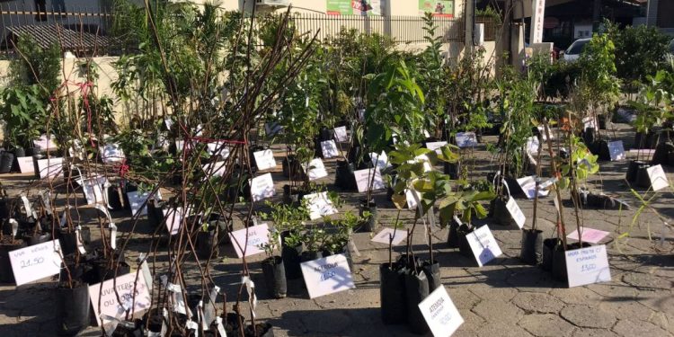 Mais de 750 mudas são vendidas na feira de mudas ornamentais e frutíferas em Nova Trento