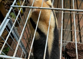 No dia do meio ambiente, Polícia Militar Ambiental de Blumenau efetua a soltura de tamanduá-mirim resgatado
