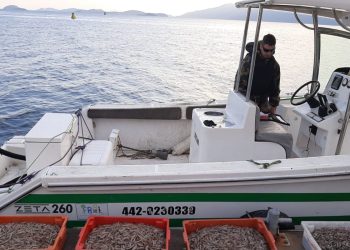 Policia Militar Ambiental apreende 120 kg de camarão após denuncias