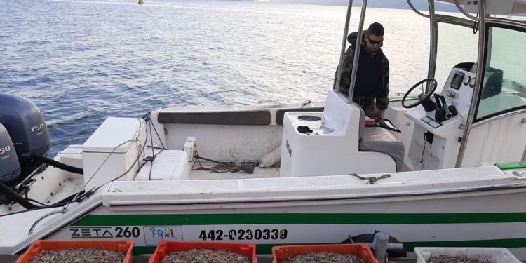 Policia Militar Ambiental apreende 120 kg de camarão após denuncias