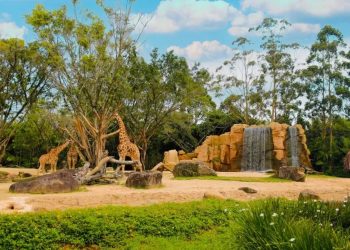 Encerramento do zoológico no Beto Carrero World após 32 anos de funcionamento