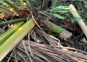 Corte ilegal de palmito é flagrado em unidade de conservação em Florianópolis