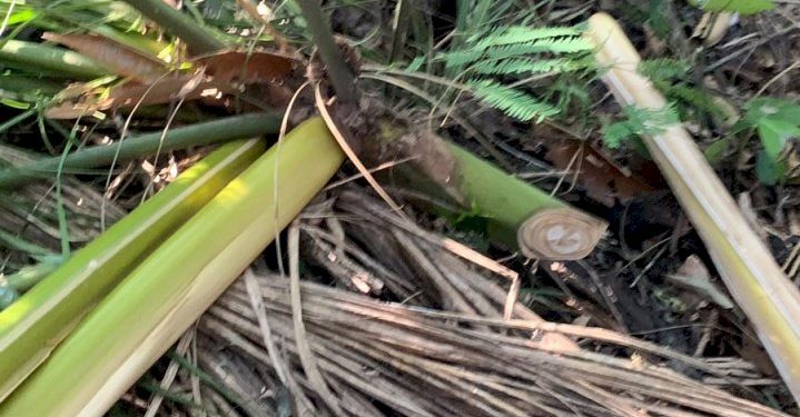 Corte ilegal de palmito é flagrado em unidade de conservação em Florianópolis