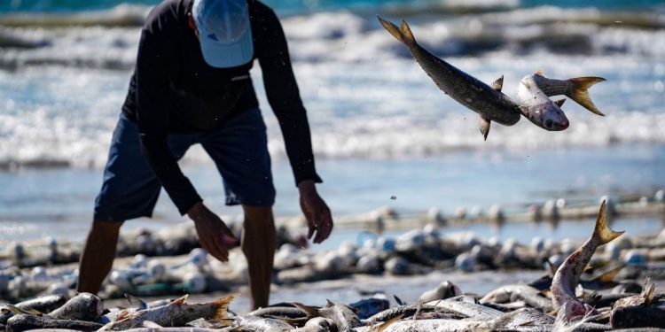 Santa Catarina pesca mais de dois milhões de quilos de tainhas na safra 2024