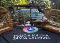 Polícia Militar Ambiental resgata aves silvestres em cativeiro ilegal, em Blumenau