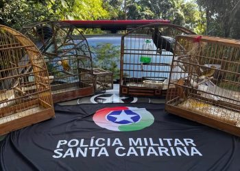 Polícia Militar Ambiental resgata aves silvestres em cativeiro ilegal, em Blumenau