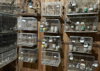 PF deflagra operação contra o tráfico internacional de animais silvestres