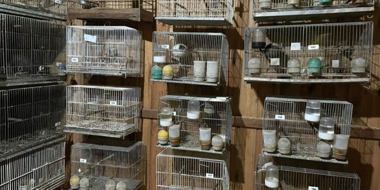 PF deflagra operação contra o tráfico internacional de animais silvestres