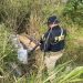 PRF localiza quase meia tonelada de maconha às margens da BR-282 em Iraceminha