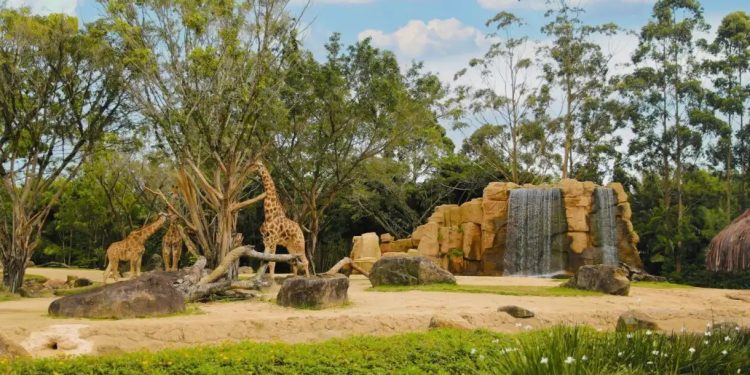 MP de Santa Catarina questiona destino dos animais do zoológico do Beto Carrero World