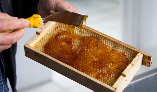 Leis sancionadas beneficiam cadeia produtiva do mel e proteção ambiental no estado