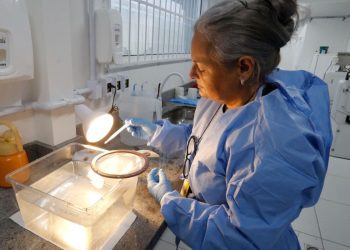 Joinville começa produção de mosquitos com bactéria que impede transmissão de doenças como a dengue