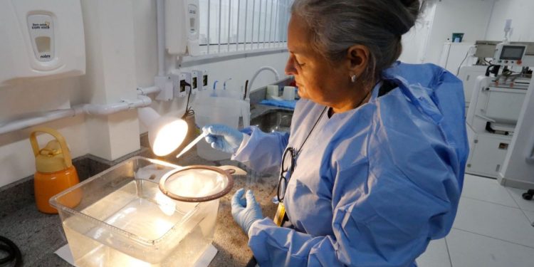 Joinville começa produção de mosquitos com bactéria que impede transmissão de doenças como a dengue