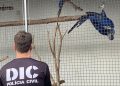 DIC de Joinville efetua prisão por uso de documento falso relacionado a origem de animais silvestres