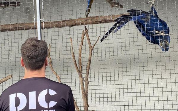 DIC de Joinville efetua prisão por uso de documento falso relacionado a origem de animais silvestres