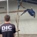 DIC de Joinville efetua prisão por uso de documento falso relacionado a origem de animais silvestres