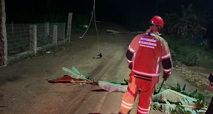 Cães morrem eletrocutados após queda de fios de alta-tensão