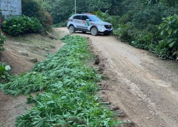 Após denuncias Policia Militar prende suspeito e encontra plantação de maconha em Major Gercino