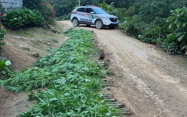 Após denuncias Policia Militar prende suspeito e encontra plantação de maconha em Major Gercino