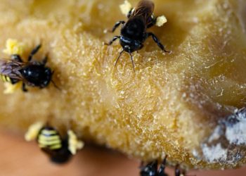 Mel é destaque na economia catarinense com arrecadação milionária em 2024