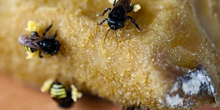 Mel é destaque na economia catarinense com arrecadação milionária em 2024