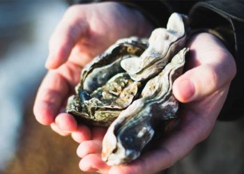 Santa Catarina libera retirada e comercialização de moluscos bivalves após análises de segurança