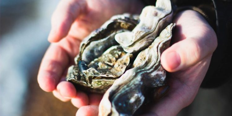 Santa Catarina libera retirada e comercialização de moluscos bivalves após análises de segurança