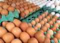 Preço do ovo sobe quase 20% em março: entenda os motivos e quando pode cair