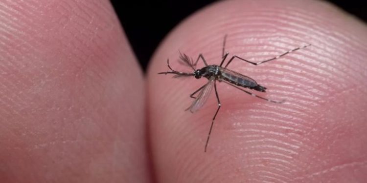 São Miguel do Oeste confirma 1ª morte por dengue e declara alerta máximo