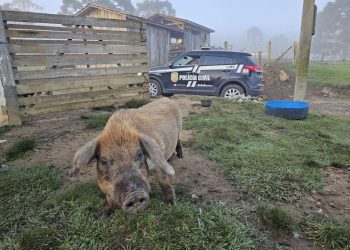 Polícia Civil Faz Operação em Ponte Alta do Norte à Procura de Foragido por Feminicídio em Canelinha