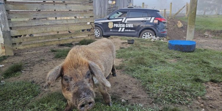 Polícia Civil Faz Operação em Ponte Alta do Norte à Procura de Foragido por Feminicídio em Canelinha
