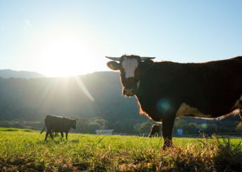 Santa Catarina celebra 18 anos como zona livre de febre aftosa sem vacinação