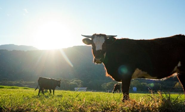 Santa Catarina celebra 18 anos como zona livre de febre aftosa sem vacinação