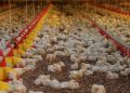 Ministério da Agricultura descarta três casos de gripe aviária; suspeita em SC segue em análise