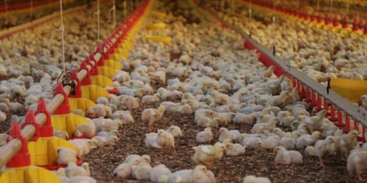 Ministério da Agricultura descarta três casos de gripe aviária; suspeita em SC segue em análise